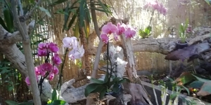 6B PuertoCruz, Orchideeentuin _104003