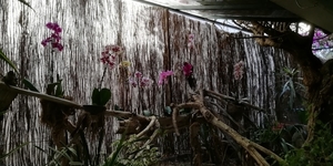 6B PuertoCruz, Orchideeentuin _104030