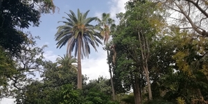 6C PuertoCruz,  Botanische tuin _161030