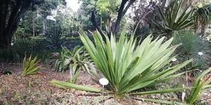 6C PuertoCruz,  Botanische tuin _161338