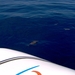 De dolfijnen in volle zee