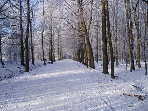 winter - Dreef in bos