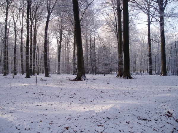 winter - Bos