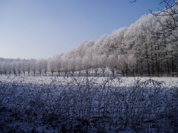 winter - zijkant bos