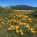 landschap 09 (California) (Medium)