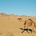landen Algerije 05 Sahara woestijn (Medium)