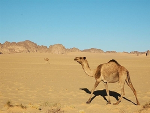 landen Algerije 05 Sahara woestijn (Medium)
