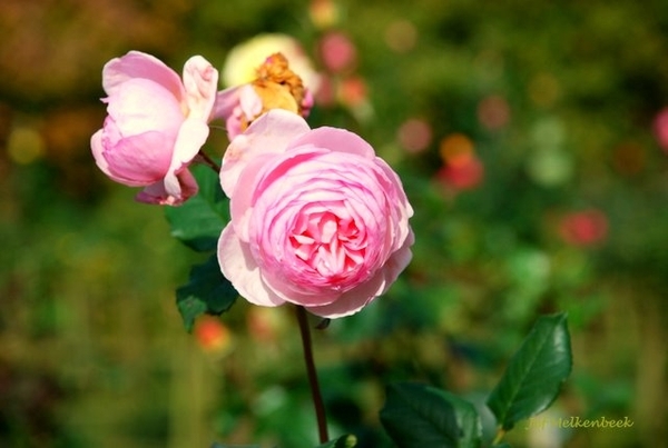 Een roos uit onze rozentuin