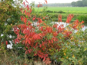 Euonymus