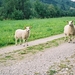 Hellesyt_Hytte2_vertrek schapen