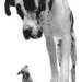 Great-Dane-and-Chihuahua--C11759689