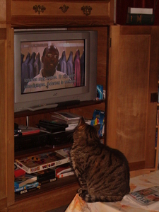 Tijgra kijkt naar TV