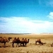 049we zien de eerste kamelen