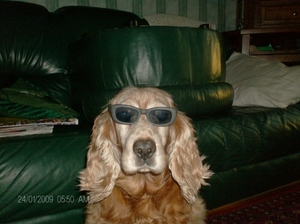 hondje met zonnebril
