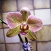 Phalaenopsis  Alice gloria