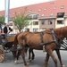 Sint-Paulus paardenprocessie Opwijk 08 044