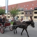 Sint-Paulus paardenprocessie Opwijk 08 050