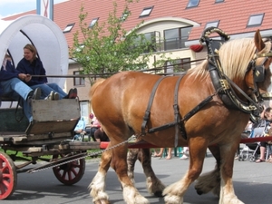 Sint-Paulus paardenprocessie Opwijk 08 190