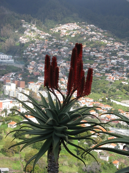 Madeira 077