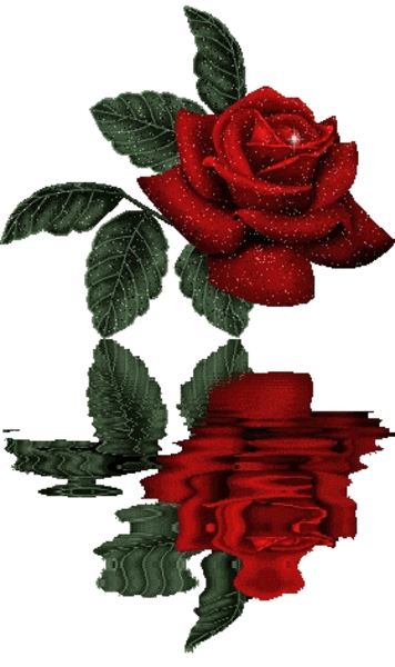 mooie roos