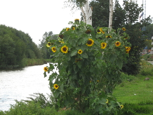zonnebloemen langs de gouden rivier