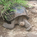 reuzelschildpad Galapagos eilanden