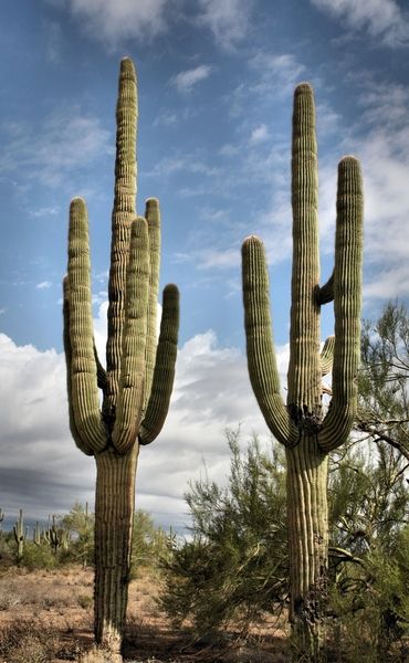 Amerika, Landschappen, natuur