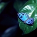 0724_vlinder