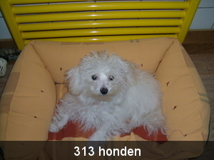 313 Honden