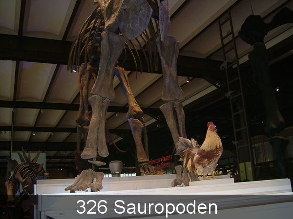 Sauropoden