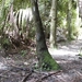 oerwoud tasman nationaal park