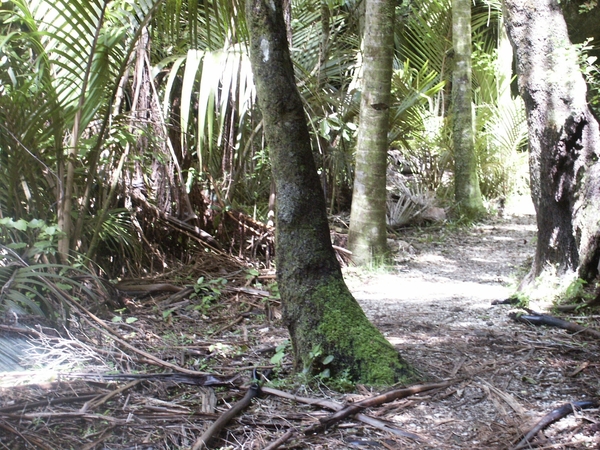 oerwoud tasman nationaal park