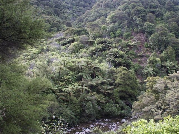 oerwoud op weg naar Wainui Falls