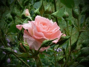 a0-1aWet-Pink-Rose-1-VJZ8W1Y1GK-800x600 (Small)