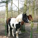 Twee paarden in het bos