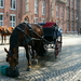 paarden in Brugge
