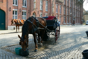 paarden in Brugge