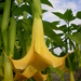 Brugmansia