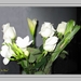 web_IMG_3172 witte roosjes