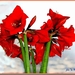 web_IMG_3144 amaryllis in vaas