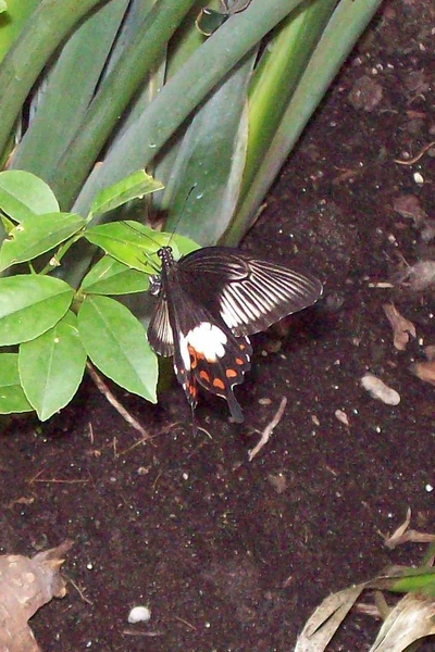 Vlinders aan de Vliet 28