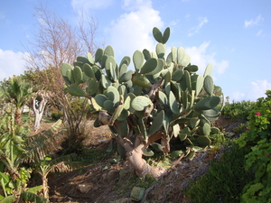 Cactus...