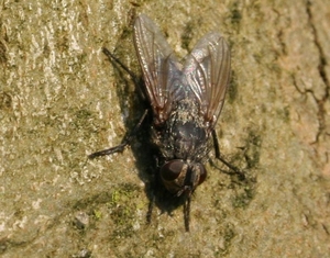 pollenia vagabunda cf female
