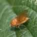 Lauxanidae(Sapromyza sp.)