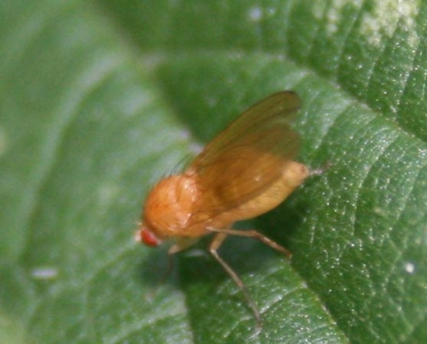 Lauxanidae(Sapromyza sp.)