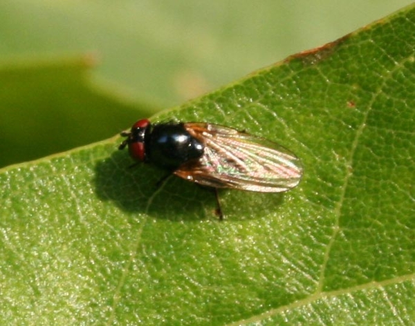 Lonchaeidae