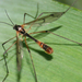 Ptychoptera contaminata male