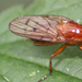 Sciomyzidae (slakkendoder)