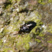 Temnostethus (Anthocoridae)nimf