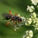 ichneumonidae